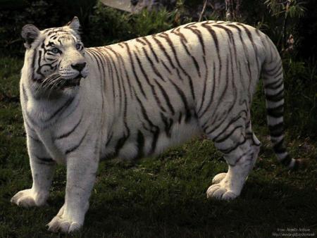 c'est juste un gros chat                  coure coure